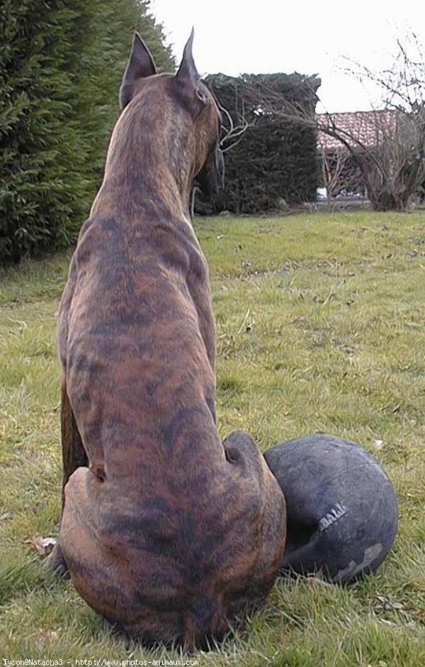 Photo de Boxer