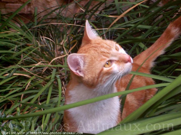 Photo de Chat domestique