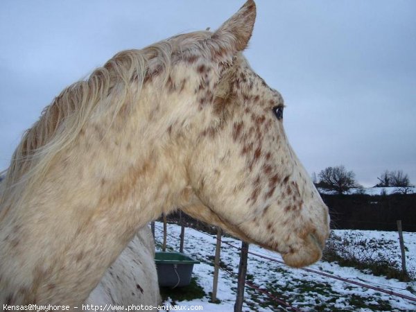 Photo d'Appaloosa