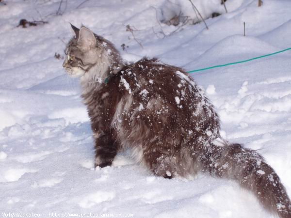 Photo de Maine coon