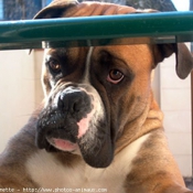 Photo de Boxer