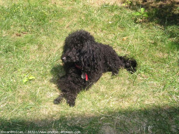 Photo de Caniche moyen