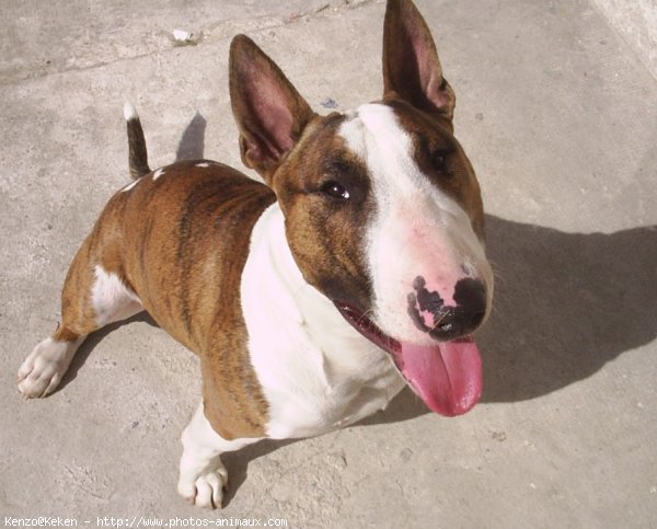 Photo de Bull terrier miniature