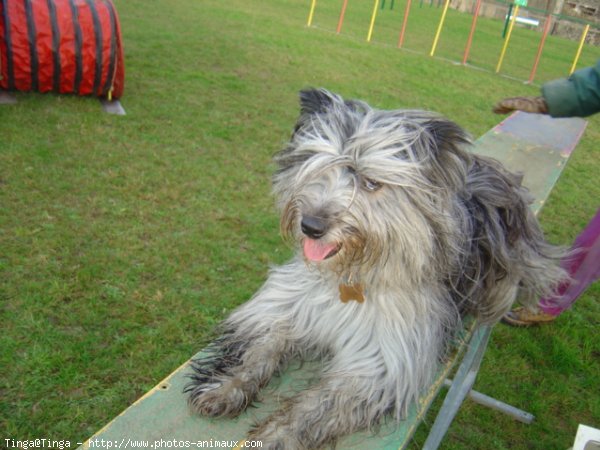 Photo de Chien de berger des pyrenes  poil long