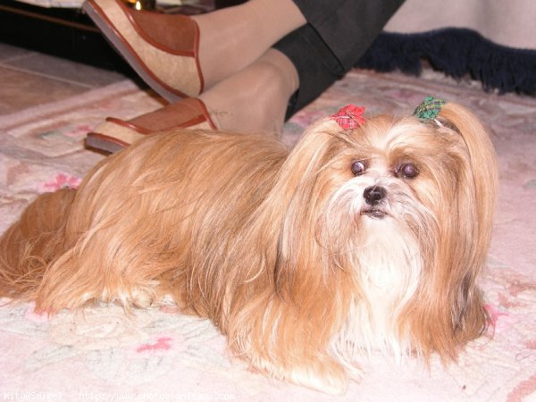 Photo de Lhassa apso