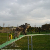 Photo de Chien de berger des pyrenes  poil long