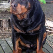 Photo de Rottweiler