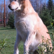 Photo de Golden retriever