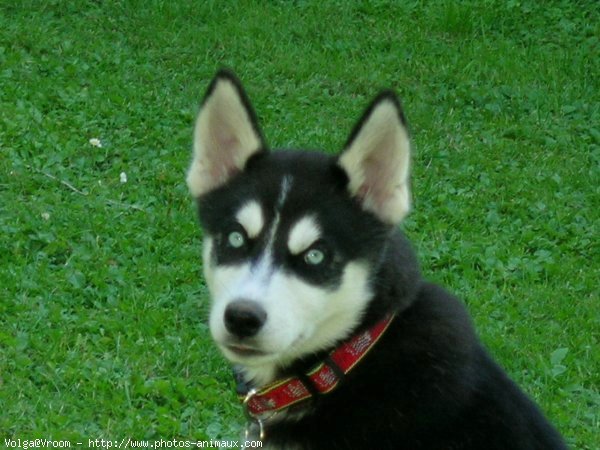 Photo de Husky siberien