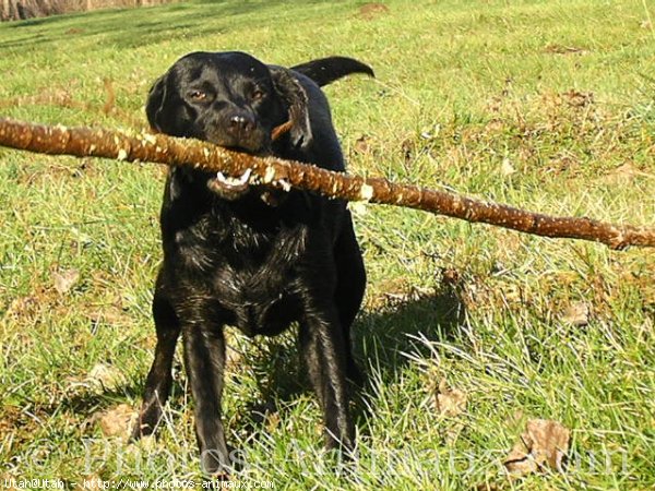 Photo de Labrador retriever