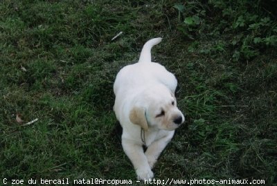 Photo de Labrador retriever