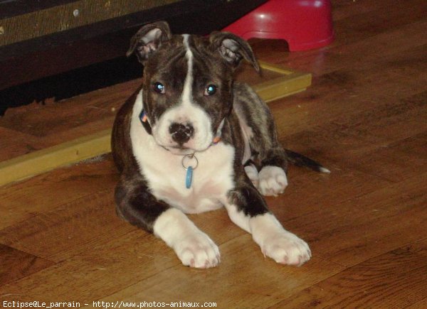 Photo d'American staffordshire terrier