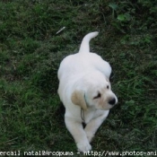 Photo de Labrador retriever