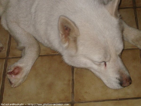 Photo de Husky siberien