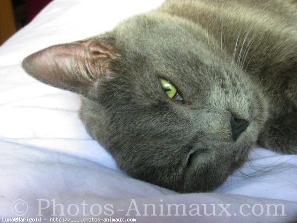 Photo de Chartreux