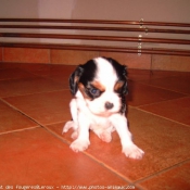 Photo de Cavalier king charles spaniel