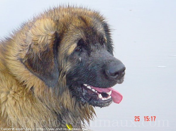 Photo de Leonberg