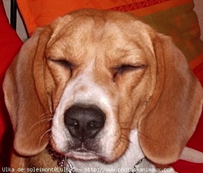 Photo de Beagle