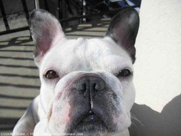 Photo de Bouledogue franais