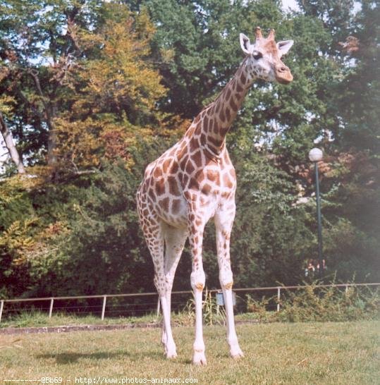 Photo de Girafe