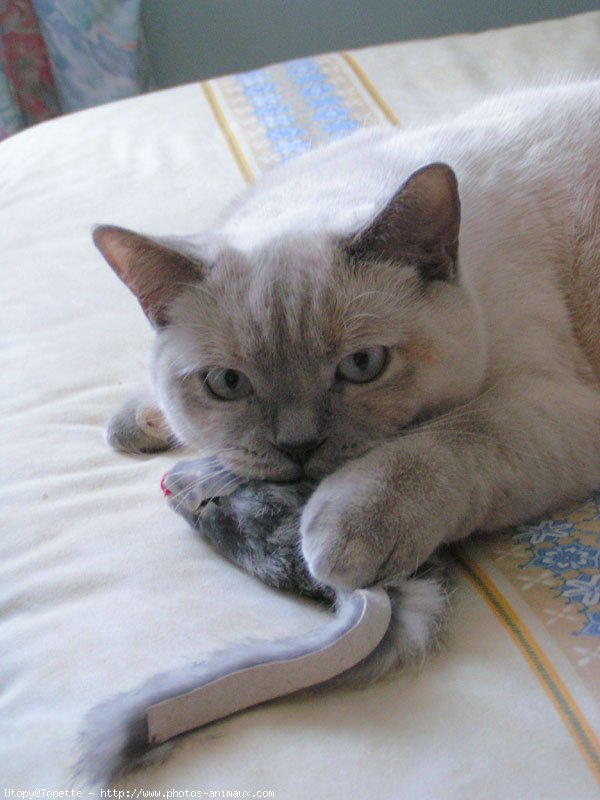 Photo de British shorthair