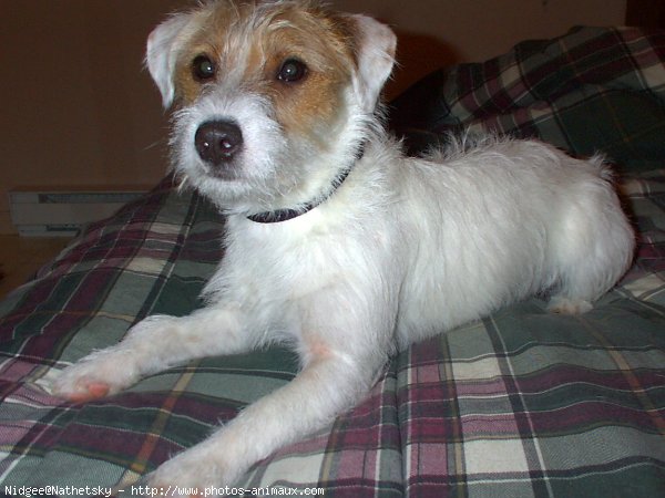 Photo de Jack russell terrier