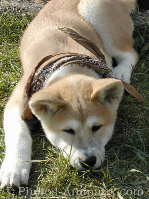 Photo d'Akita inu