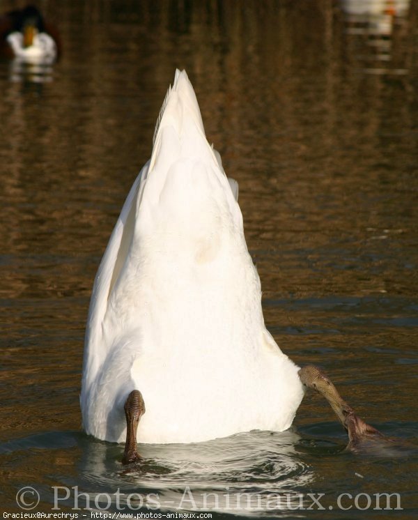 Photo de Cygne