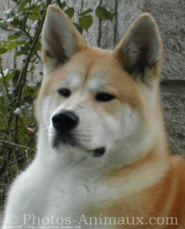 Photo d'Akita inu