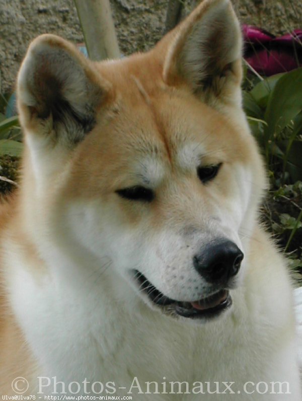 Photo d'Akita inu