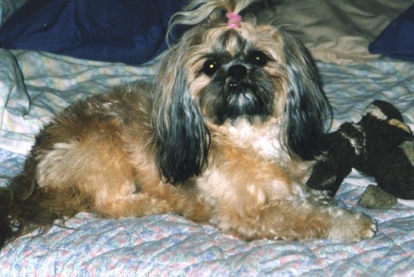 Photo de Shih tzu