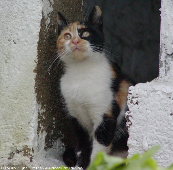 Photo de Chat domestique