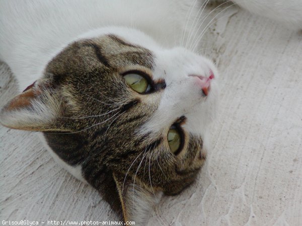 Photo de Chat domestique