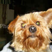 Photo de Yorkshire terrier