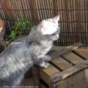 Photo de British shorthair