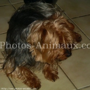 Photo de Yorkshire terrier