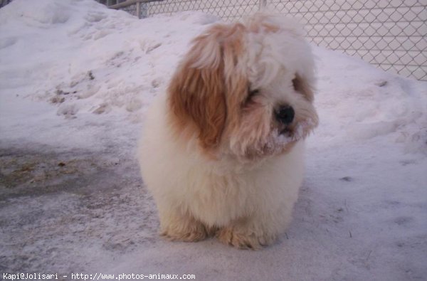 Photo de Lhassa apso