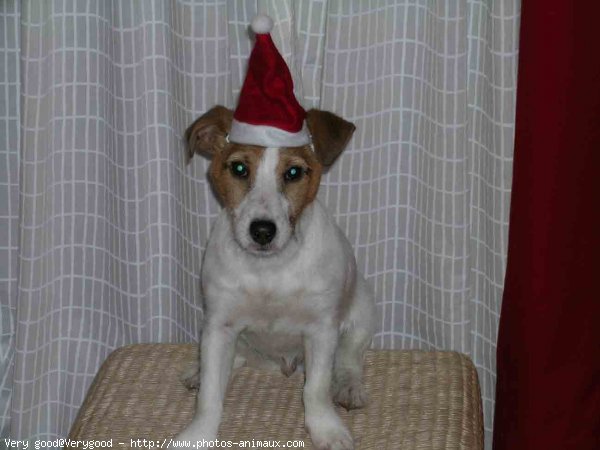 Photo de Jack russell terrier