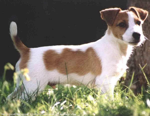 Photo de Jack russell terrier