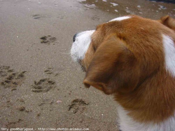 Photo de Jack russell terrier