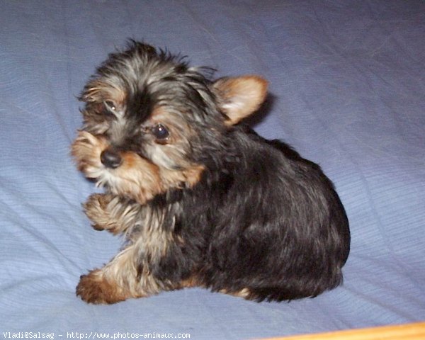 Photo de Yorkshire terrier