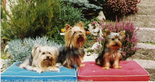 Photo de Yorkshire terrier