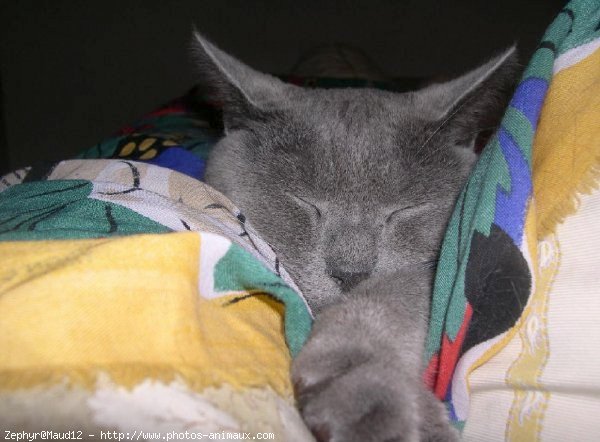 Photo de Chartreux