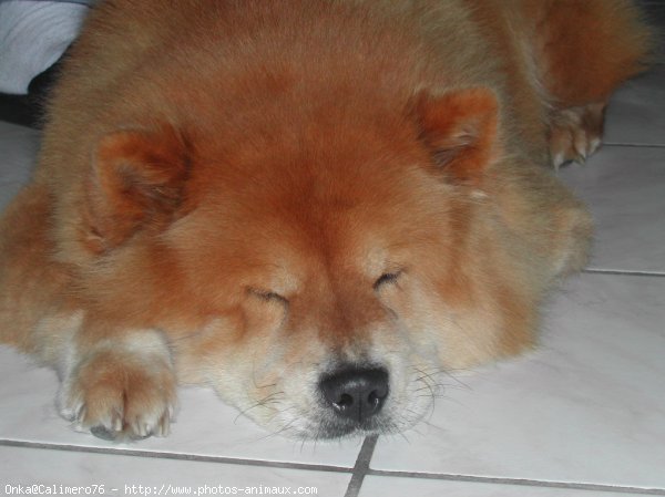 Photo de Chow chow