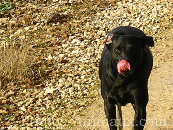 Photo de Labrador retriever