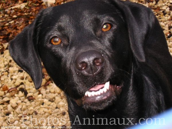 Photo de Labrador retriever