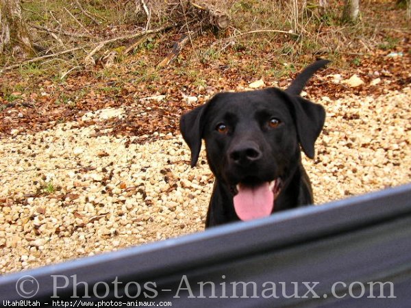 Photo de Labrador retriever