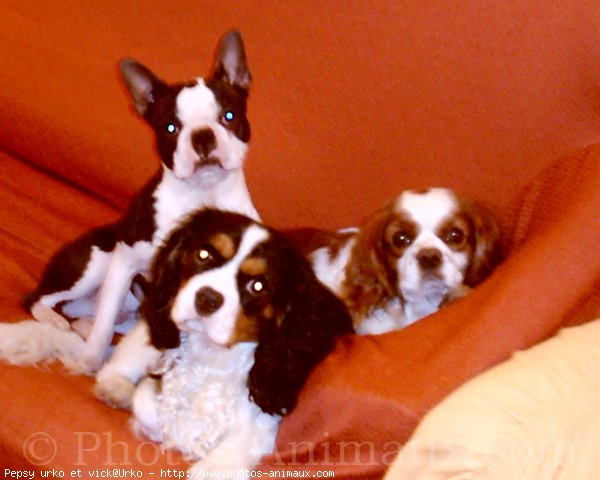 Photo de Cavalier king charles spaniel