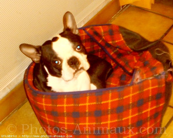 Photo de Boston terrier