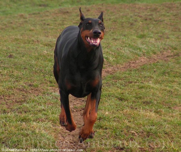 Photo de Dobermann